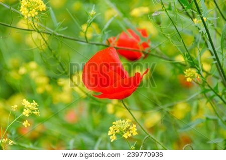Poppy Flowers In The Clearing. Blooming Red Wild Poppy. Red Poppy Flowers.