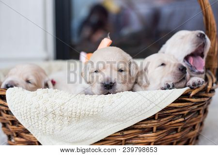 Portrait Of Two Weeks Old Cute Golden Retriever Puppy In The Basket. Image Of Sweet Golden Retriever