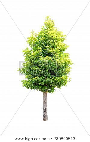Closeup  Bullet Wood (mimusops Elengi Linn) Tree Isolated On White Background
