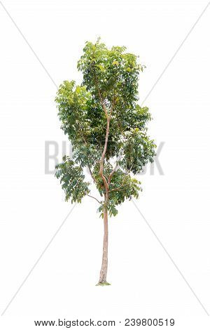 Closeup  Bullet Wood (mimusops Elengi Linn) Tree Isolated On White Background