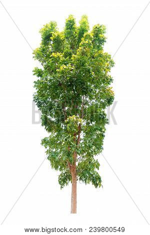 Closeup  Bullet Wood (mimusops Elengi Linn) Tree Isolated On White Background