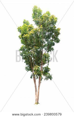 Closeup  Bullet Wood (mimusops Elengi Linn) Tree Isolated On White Background