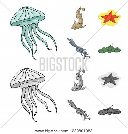 Jellyfish, Squid And Other Species.sea Animals Set Collection Icons In Cartoon, Monochrome Style Vec