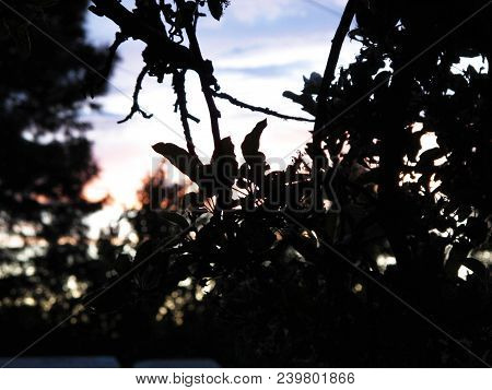 Silhouette Of Forest Foliage With Pink Stained Dusk Sky Background