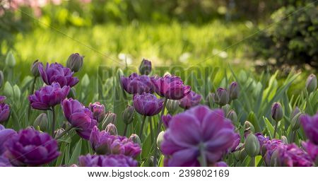Purple Tulips In The Garden. Flowers Background. Sunny Day.