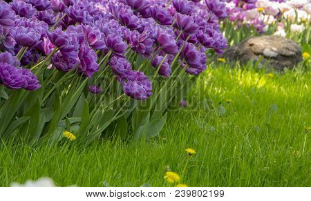 Purple Tulips In The Garden. Flowers Background. Sunny Day.