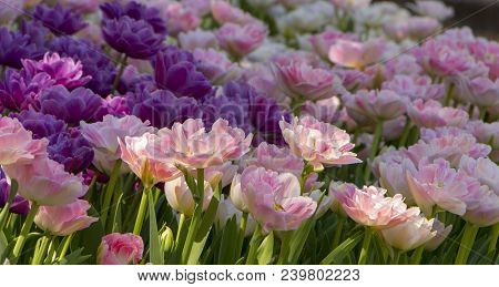 Purple Tulips In The Garden. Flowers Background. Sunny Day.