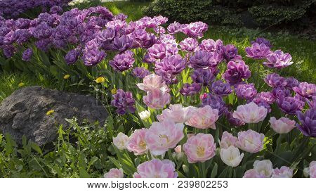 Purple Tulips In The Garden. Flowers Background. Sunny Day.