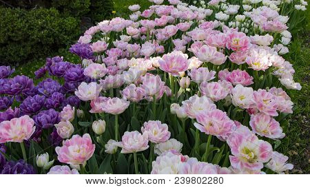 Purple Tulips In The Garden. Flowers Background. Sunny Day.