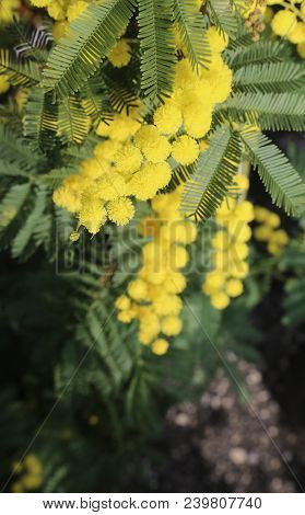 Large Flowers Of Yellow Mimosa Blossomed In Spring With Green Leaves