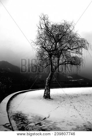 Big Tree With Snow By The Lake In Winter With Black And White Effect