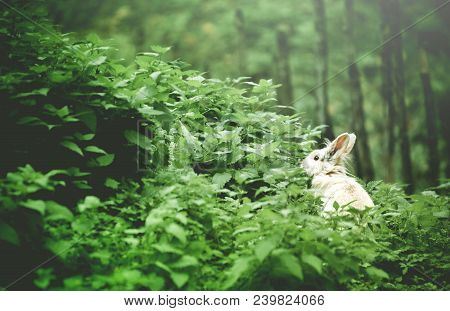 White Bunny In The Frest. Green And White.