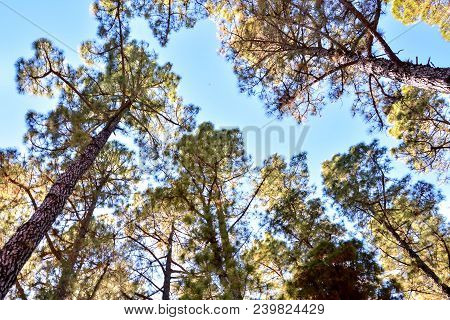 Picture Photo Of Green High Pine Tree View