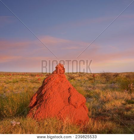 Giant Red Termite Mound In Outback Western Australia Catching The Last Rays Of Sun. Dozens Of Other 