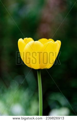 One Yellow Tulip In A Garden Close Up