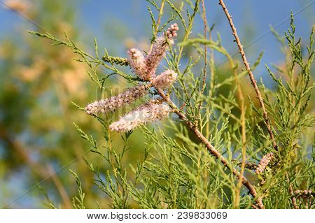 Tamarix Tree Branch With Pink Flowers