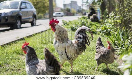Handsome Colorful Rooster Cock And Chickens On The Farm Near The Road With Car On The Background. Be