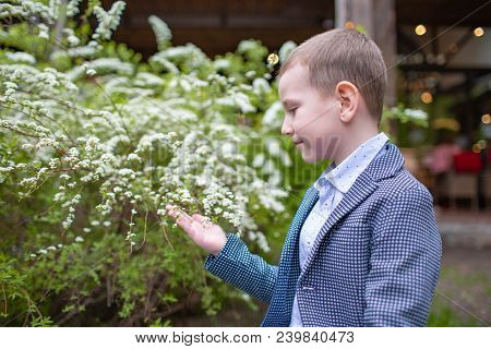 Cute Preshcool Boy, Enjoying White Flowers Bush In Blooming Garden, Springtime, Summer