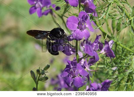 A Black Bee Carpenter (xylocopa Valga) Sits On A Flower.