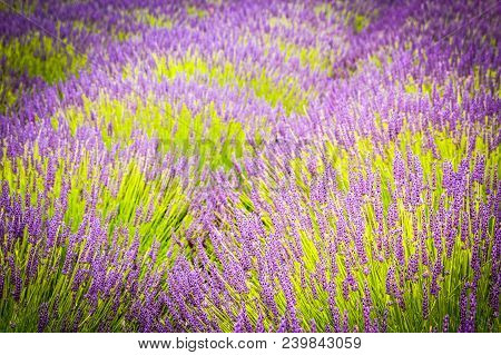 Beautiful Lavender Fields  Close Up, United Kingdom