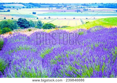 Lavender Fields In The Landscape, United Kingdom