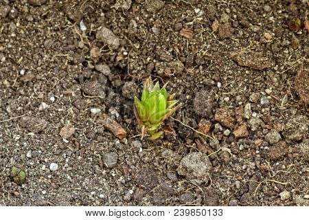 Little Lily Flower Sprout
