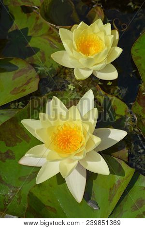 Yellow Water Lily