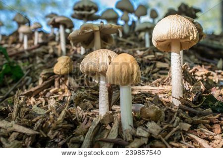 Three Beige Toadstools On Wood Chip Pilemacro Image