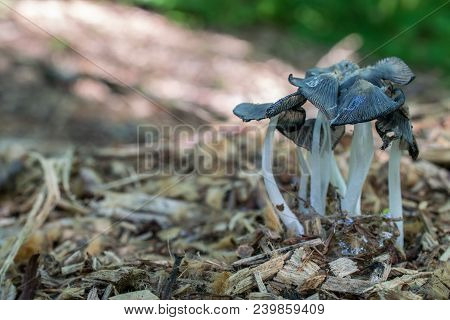 Multiple Teal Toadstools Macro Image On A Wood Chip Pile