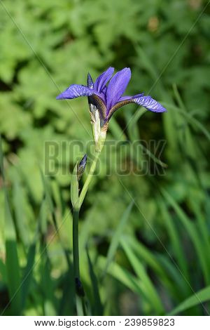 Golden Netted Iris Flower - Latin Name - Iris Reticulata