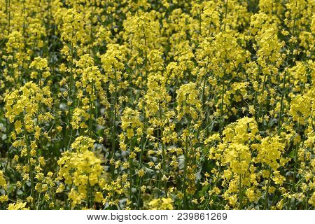 Rapeseed Field. Background Of Rape Blossoms. Flowering Rape On The Field