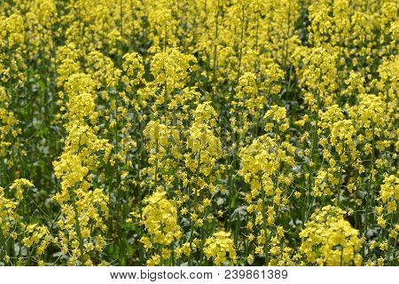 Rapeseed Field. Background Of Rape Blossoms. Flowering Rape On The Field