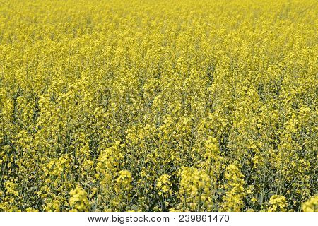 Rapeseed Field. Background Of Rape Blossoms. Flowering Rape On The Field