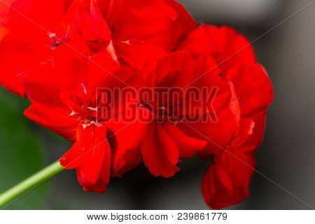 Red Geranium Close-up. A Blossoming Flower. Natural Background. Botany
