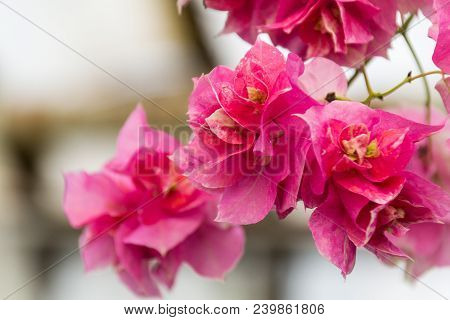 Bougainvillea Flowers Texture And Background. Purple Flowers Of Bougainvillea Tree. Close Up View Of