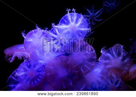 Upside Down The  Jellyfish In Glass Cabinet.