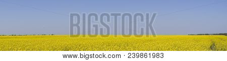 Rapeseed Field. Yellow Rape Flowers, Field Landscape. Blue Sky And Rape On The Field