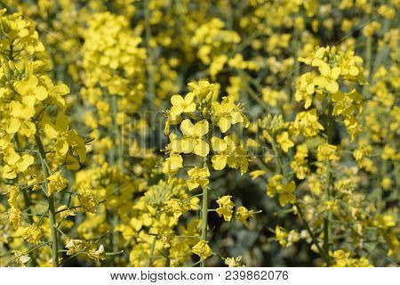 Rapeseed Field. Background Of Rape Blossoms. Flowering Rape On The Field