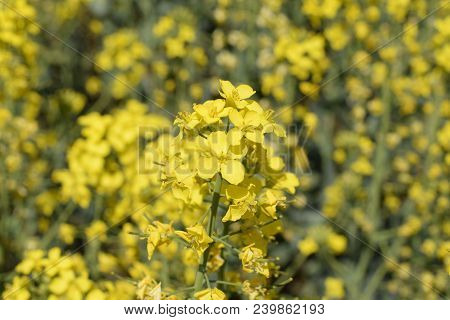 Rapeseed Field. Background Of Rape Blossoms. Flowering Rape On The Field