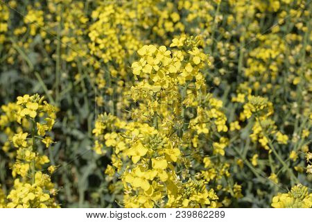 Rapeseed Field. Background Of Rape Blossoms. Flowering Rape On The Field