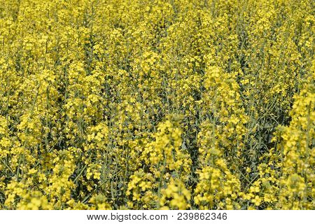 Rapeseed Field. Background Of Rape Blossoms. Flowering Rape On The Field