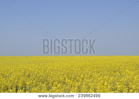 Rapeseed Field. Yellow Rape Flowers, Field Landscape. Blue Sky And Rape On The Field