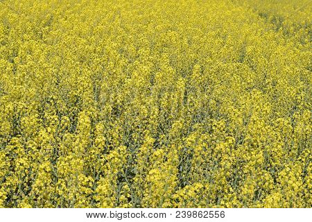 Rapeseed Field. Background Of Rape Blossoms. Flowering Rape On The Field