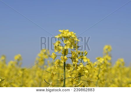 Rapeseed Field. Yellow Rape Flowers, Field Landscape. Blue Sky And Rape On The Field