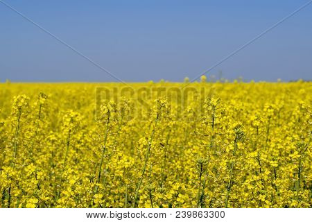 Rapeseed Field. Yellow Rape Flowers, Field Landscape. Blue Sky And Rape On The Field