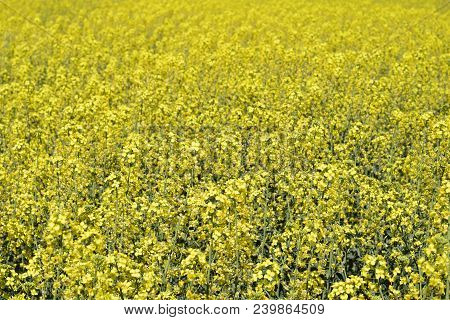 Rapeseed Field. Background Of Rape Blossoms. Flowering Rape On The Field