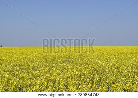 Rapeseed Field. Yellow Rape Flowers, Field Landscape. Blue Sky And Rape On The Field