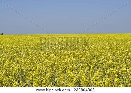 Rapeseed Field. Yellow Rape Flowers, Field Landscape. Blue Sky And Rape On The Field