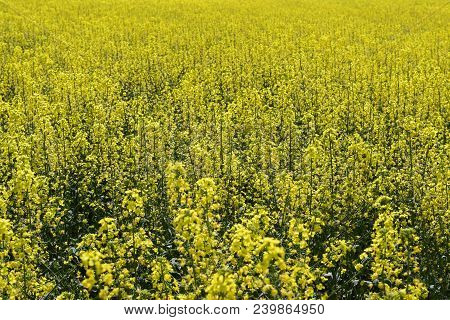 Rapeseed Field. Background Of Rape Blossoms. Flowering Rape On The Field