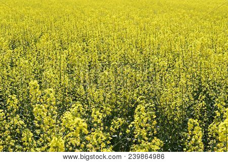 Rapeseed Field. Background Of Rape Blossoms. Flowering Rape On The Field